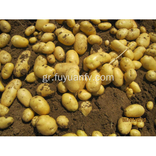 tengzhou φρέσκια πατάτα για εξαγωγή